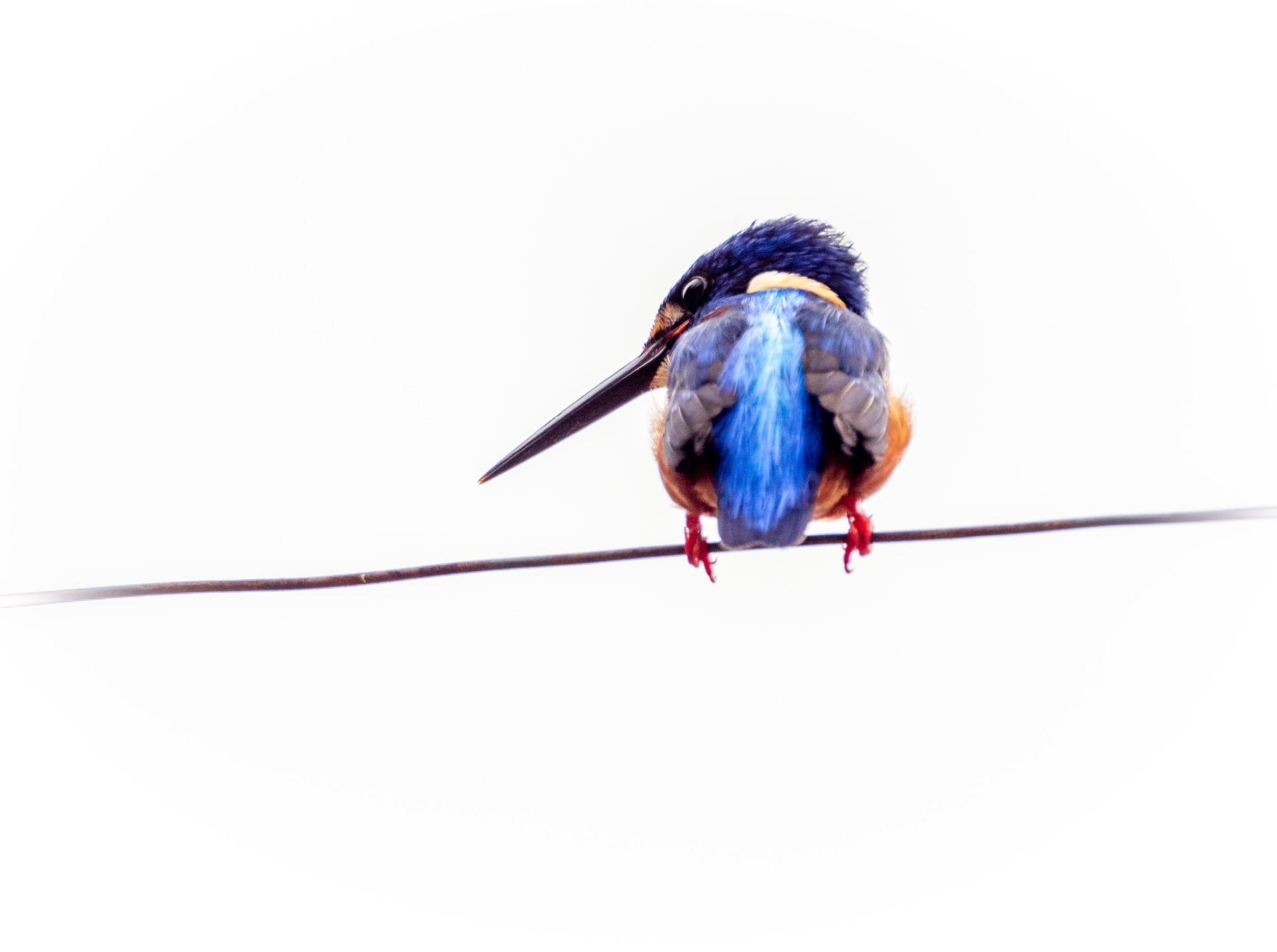 Blue eared Kingfisher rear